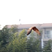 鳥獣保護区悠々舞う　希少チュウヒ　越冬で飛来　市川