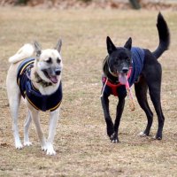 元野犬はオスワリが苦手？　心開かせた強い愛情　堀田素愛　【わんこのわ】（５０）