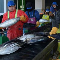 初ガツオ、港町に活気　千葉・勝浦　中型サイズ中心に１３トン　一番船は三重県の漁船