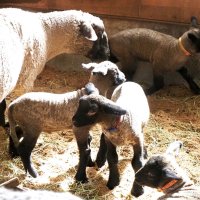 赤ちゃんヒツジ次々と　マザー牧場で出産シーズン　富津