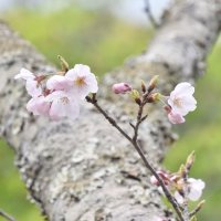 桜開花　房総に春の便り　館山・城山公園