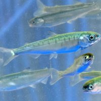 瑞沢川に放流されたサケの稚魚