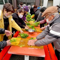郷土野菜で地域交流　市原・辰巳台シニアク　加茂菜収穫、漬け物作り