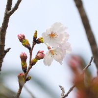 【速報】春本番、銚子でソメイヨシノ「開花」