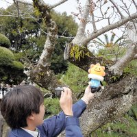 春を告げるソメイヨシノの開花（上）が観測され、気象庁マスコットキャラクター「はれるん」と写真に収める気象台職員＝２７日、銚子市