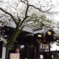 桜をおはらい、神楽奉納も　一宮・玉前神社で祭典