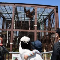 スマトラオランウータン「ウラン」初お目見え　市川市動植物園