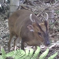 生息数が増えているキョン（県提供）
