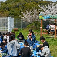 サプライズで「お花見給食」　閉校控える小学校、教職員が児童のため企画　勝浦の豊浜小