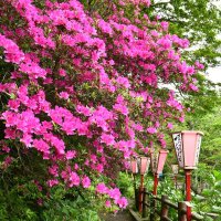 見頃を迎えた小見川城山公園のツツジ＝香取市