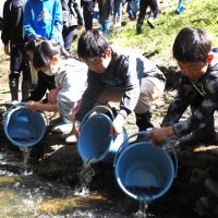 アユの稚魚を次々と放流する環小の児童。清流を泳ぐ姿を見て歓声を上げた＝１６日、富津市