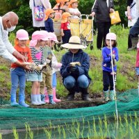 アイガモを水田に放つ園児ら＝９日、長生村