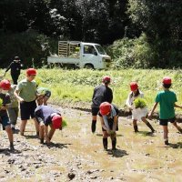 「おいしく育ってね」児童が元気に田植え　匝瑳・八日市場小