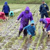雨にも負けず田植え　多古　千葉県内外の家族連れ挑戦