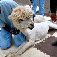 毛刈りを受けてスッキリとした姿になるアルパカ＝市川市動植物園
