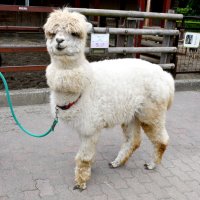 「毛刈り」の前のアルパカ