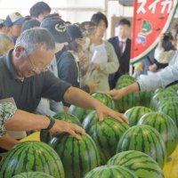 富里スイカ出荷スタート　シャリ感と甘さ際立つ「間違いない味」　品質確認、ピークへ備え【写真複数あり】