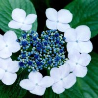 ガクアジサイ　花　正面
＝１９９９年６月２４日、千葉市（初芝清氏撮影）