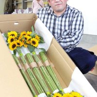 ヒマワリに感謝込めて　「父の日」向け品質確認　館山・西岬地区