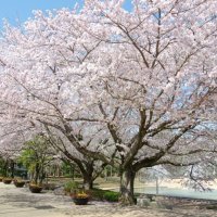 美しい桜並木をクビアカツヤカミキリの被害から守れるか（ふなばしアンデルセン公園提供）
