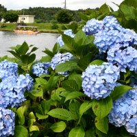 会場のあじさい公園で涼しげに咲くあじさい＝多古町
