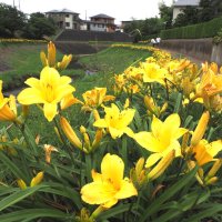 ニッコウキスゲ鮮やか　君津・宮下川沿い１・２キロ