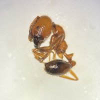 千葉港にアカカミアリ１００匹　千葉県で今年初確認　中国からのコンテナ開封中