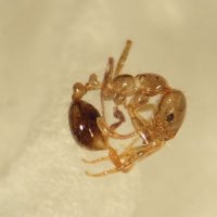 強毒「ヒアリ」５００匹　柏で初確認　中国からのコンテナ内