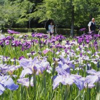 袖ケ浦市の袖ケ浦公園で、ハナショウブが見頃を迎えている。清涼感のある爽やかな花色が来場者を楽しませている