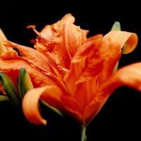 ヤブカンゾウ　花＝２０１０年７月２日、千葉市（初芝清氏撮影）
