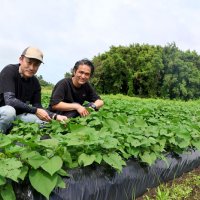 農業生かし地域盛り上げ　サツマイモで特産品づくり　昆陽ファーム（大網白里市）　【ちばの元気企業】