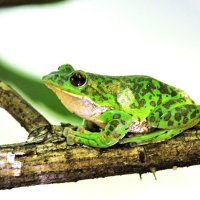 モリアオガエル　本県では分布拡大中　成田篤彦　【房総の草木虫魚】（４４９）