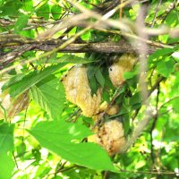 モリアオガエルの卵塊　丘陵の谷津田跡の小池の樹に産卵。繁殖期は５月～７月＝２０１８年５月５日（筆者撮影）
