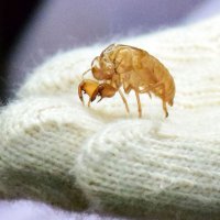 児童が見つけた抜け殻