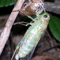 八幡山で羽化したヒメハルゼミ（市教委提供）