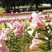 丘一面色とりどり　ユリ３万株咲き競う　東京ドイツ村