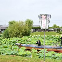 サッパ舟に乗り、園内の水路を巡りながらハスやスイレンを楽しむこともできる