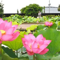 水郷の夏あでやかに　あやめパーク「観蓮会」ハス３００種お出迎え　小舟乗り間近で観賞も　香取