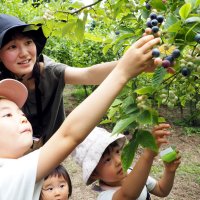 夏の味覚、その場で満喫　観光ブルーベリー一斉開園　木更津