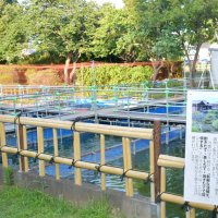 ウナギの養殖が行われている川豊別館の池養殖で育てるウナギを見守る川豊の伊藤社長（右）と世話を担当する職人＝９日、成田市