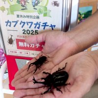 御宿の夏の思い出に　今年も「カブクワガチャ」　天然カブトムシやクワガタ当たる　町観光協会
