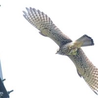 チョウゲンボウ　精悍で華麗な狩りの姿　成田篤彦　【房総の草木虫魚】（４５１）