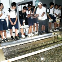 養殖アワビ興味津々　いすみの中１漁業教室　アジ干物作りにも挑戦
