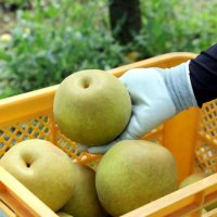 市原市産の梨は「お盆前の大玉」として重宝される