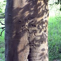 「昭和十八年十月」「砲隊」と彫られたモッコクの木＝佐倉市の佐倉城址公園