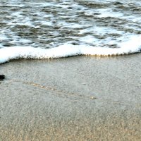 ふ化したウミガメ。砂浜から波打ち際へ元気よく進んだ＝２２日早朝、御宿町