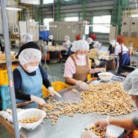 銚子で落花生出荷スタート　生産者自慢の味ずらり　おいしい「ゆでピー」に　猛暑や雨不足も「よい出来」