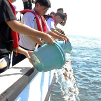 水産資源つなぎ未来へ　マダイ稚魚１５００匹中学生放流　いすみ
