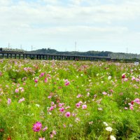 秋風に揺れるコスモス３００万本　香取・与田浦　２８日、ミスあやめ撮影会