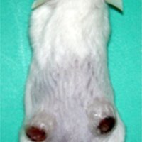 安全性確認に不可欠　数段階テストし実用化　抗がん剤開発におけるマウスモデルの役割　千葉県がんセンター研究所実験動物研究部長　若林雄一　【９月はがん征圧月間　ちば　がんにうち克つ】（１５）